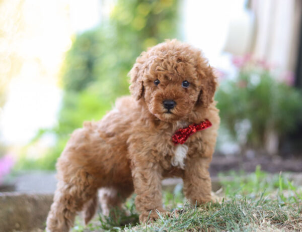 Charlie - Image 2