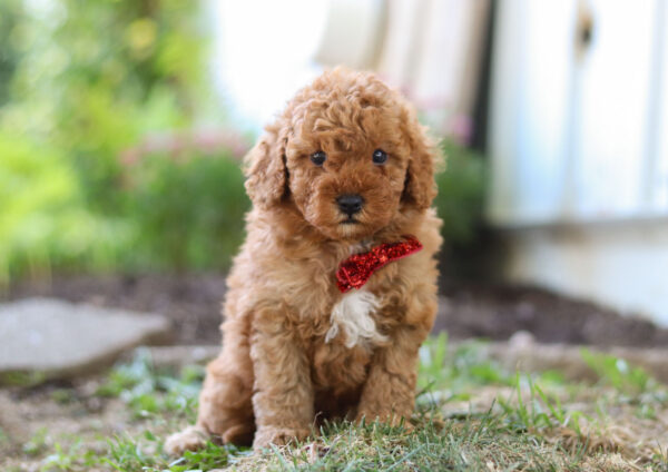 Charlie - Image 3