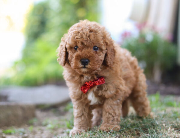 Charlie