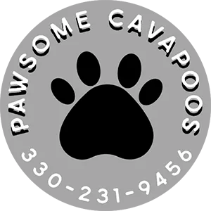 Pawsome Cavapoos