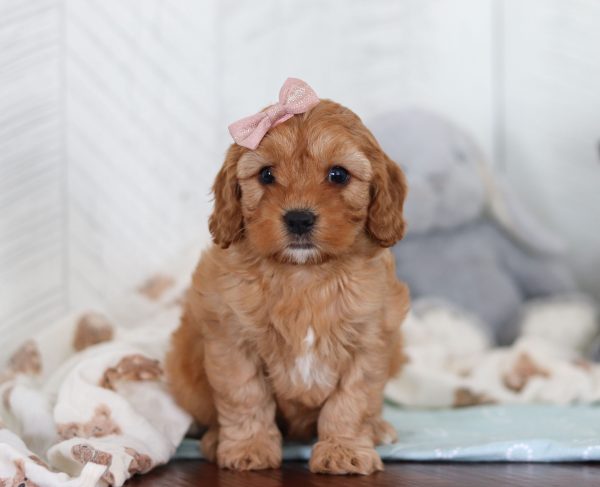 Cocoa - Image 2