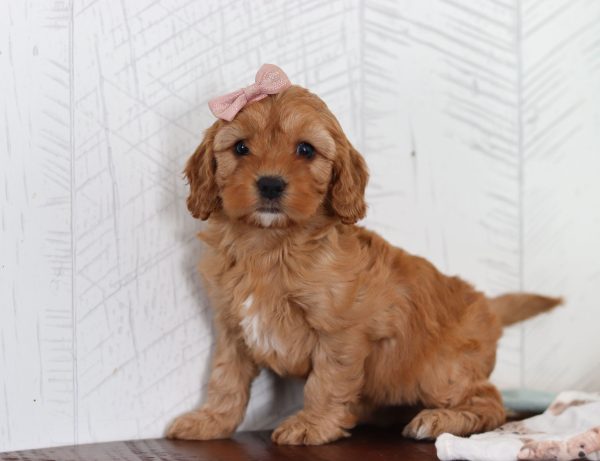 Cocoa - Image 4