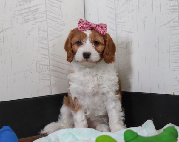 Daisy - Image 2