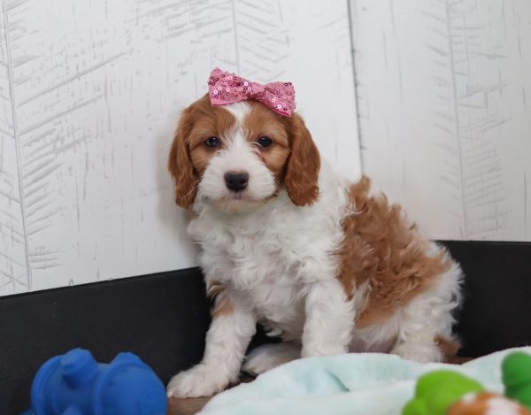 Daisy - Image 3