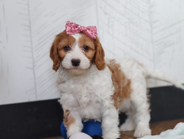 Daisy - Image 4