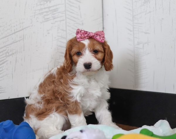 Daisy - Image 5