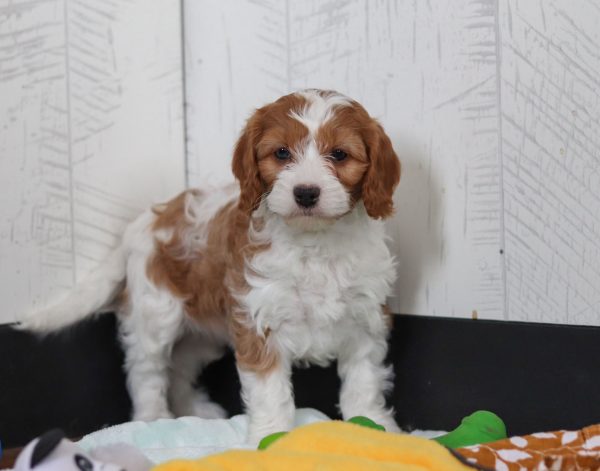 Daisy