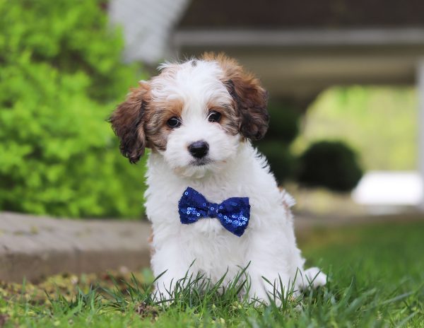 Cooper