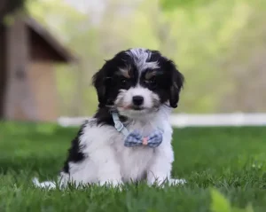 Finn