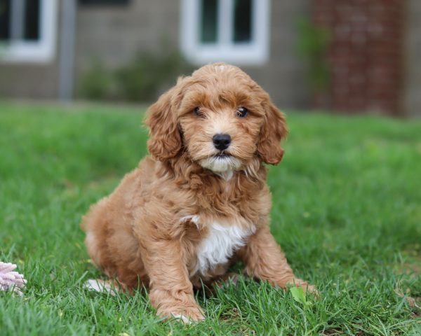Layla - Image 6