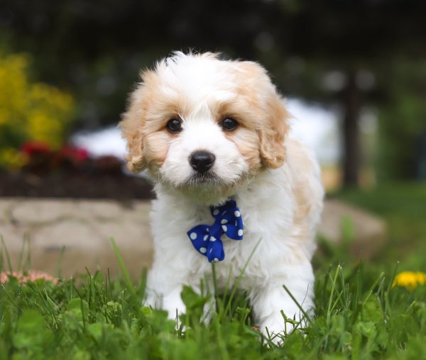 Charlie - Image 3
