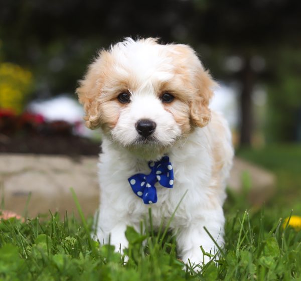Charlie - Image 2