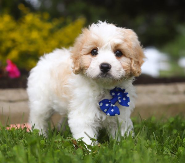 Charlie - Image 5