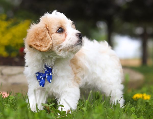 Charlie - Image 6