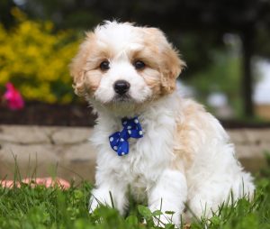 Charlie