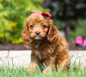 Dolly