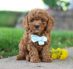 Maverick