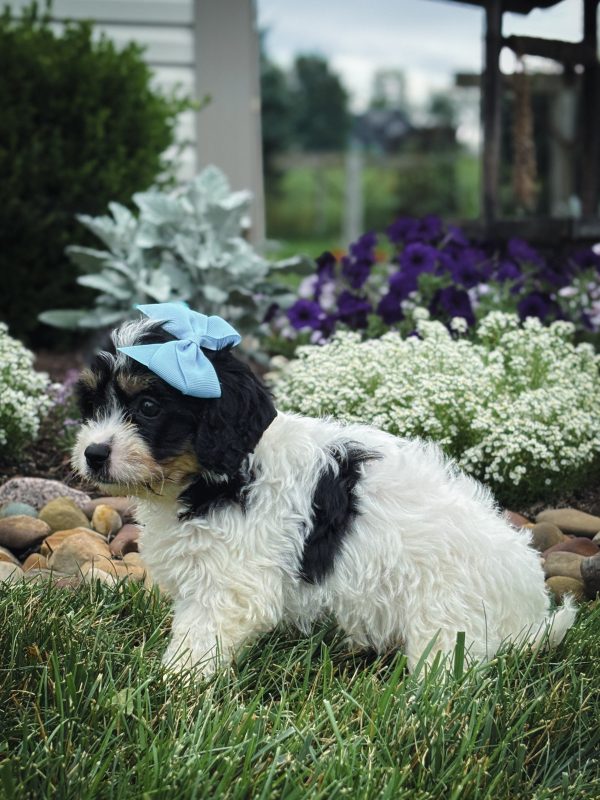 Teddy - Image 2
