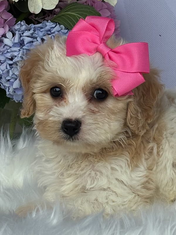 Daisy - Image 3