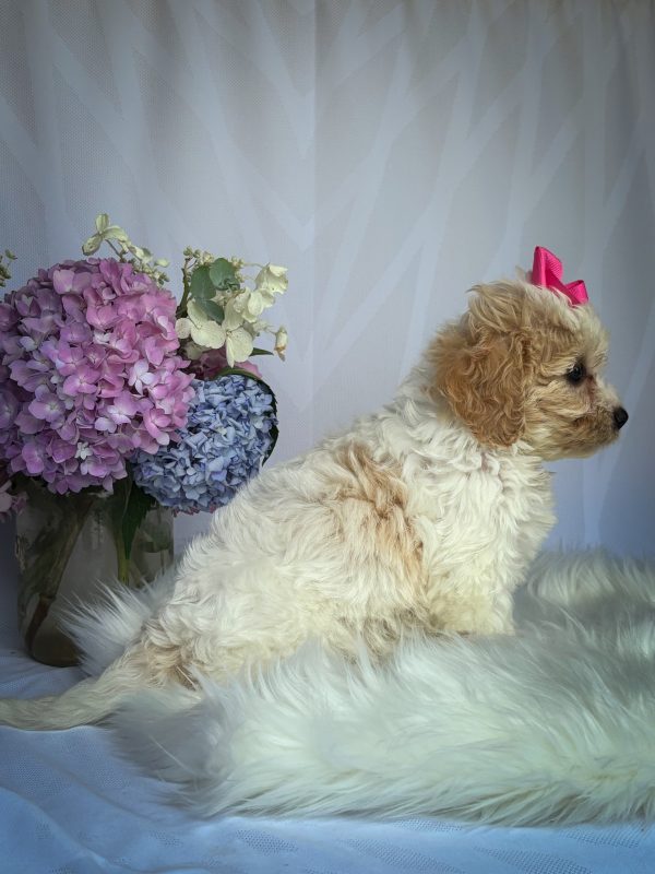 Daisy - Image 4