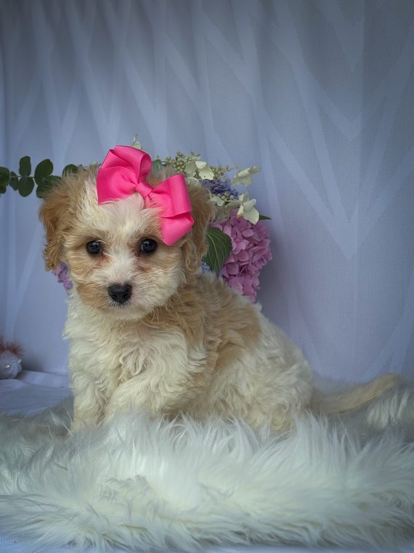 Daisy