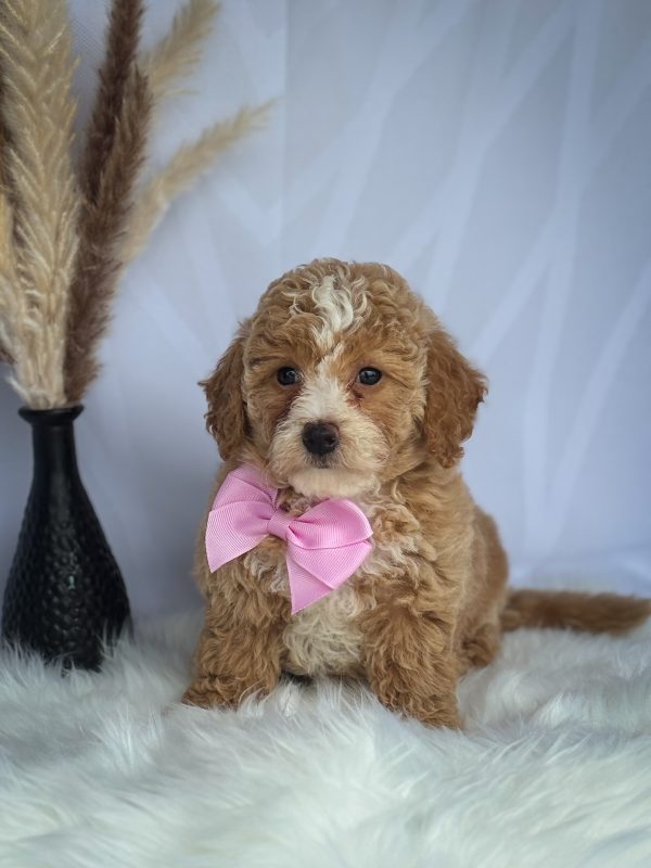 Chloe' - Image 2