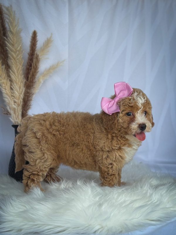 Chloe' - Image 3