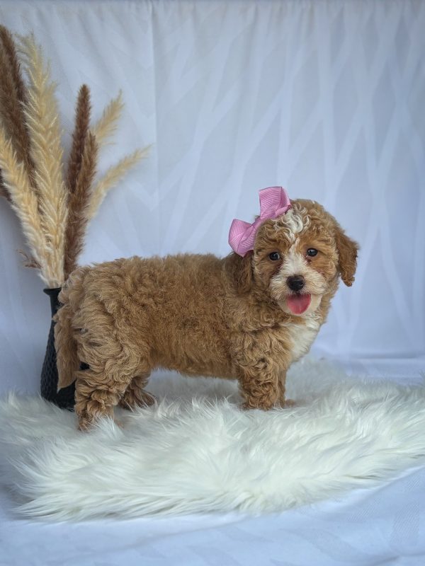 Chloe' - Image 4