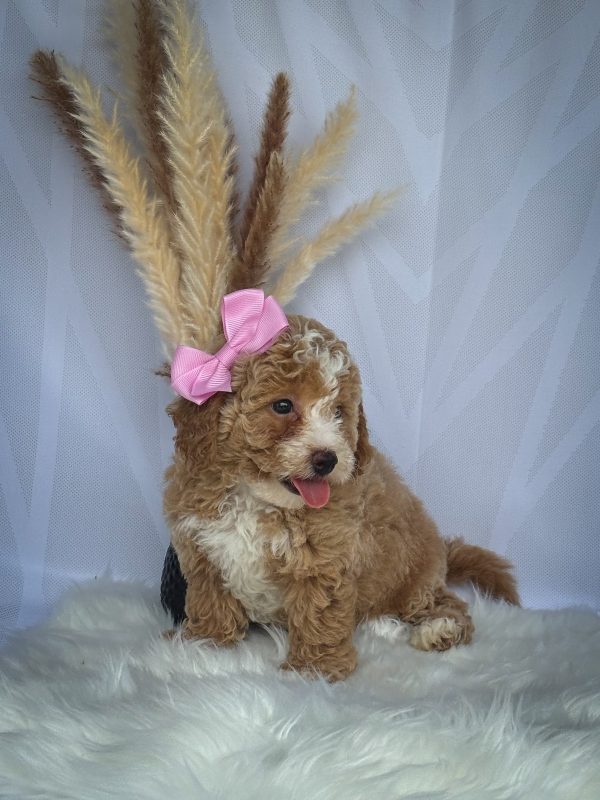 Chloe' - Image 5