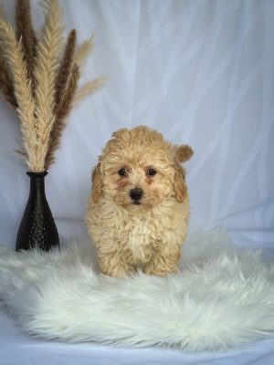 Lucy