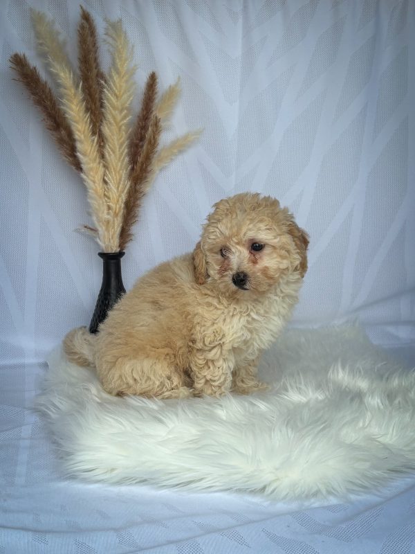 Lucy - Image 3