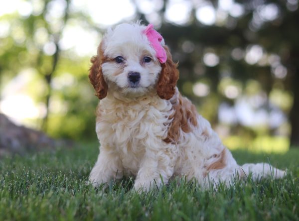 Lola - Image 2