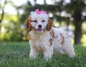 Lola