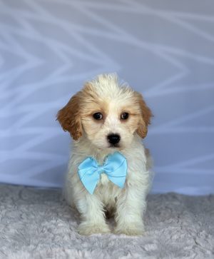 Charlie
