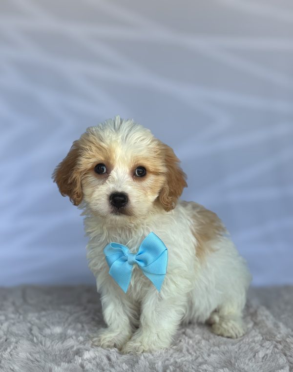 Charlie - Image 5