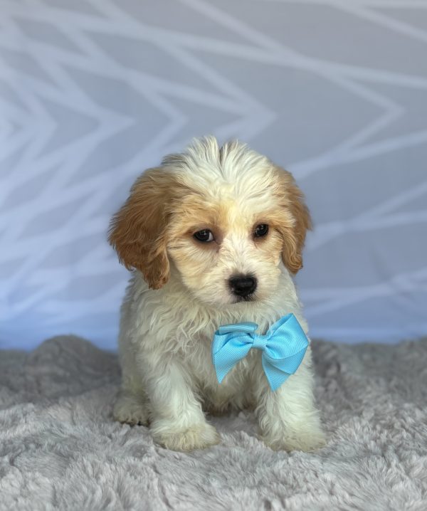 Charlie - Image 4