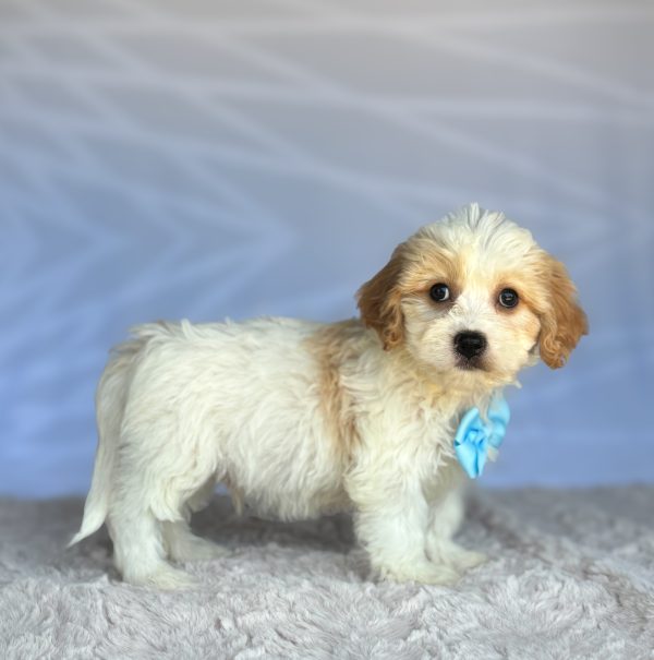 Charlie - Image 3