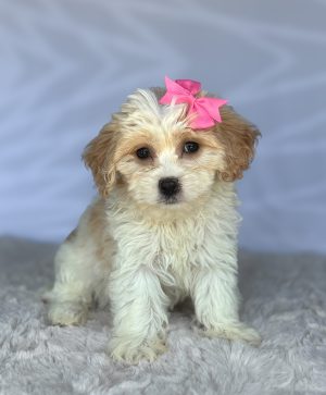 Tina