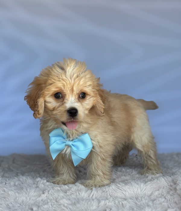 Biscuit - Image 4