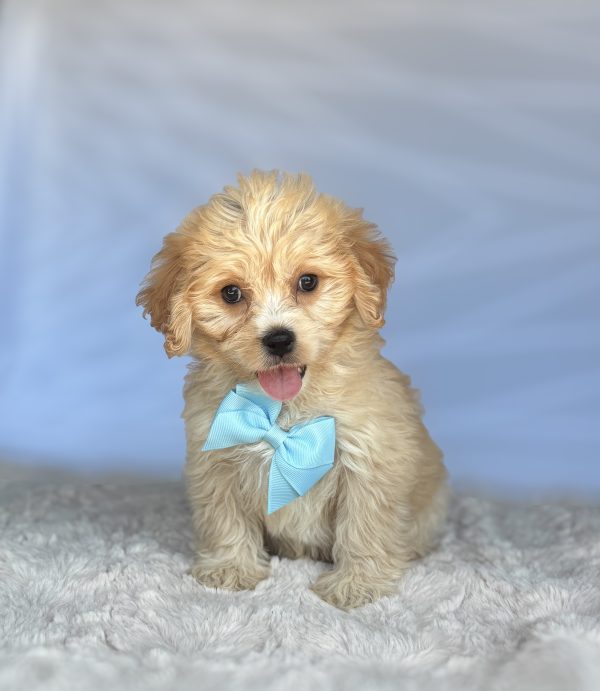 Biscuit - Image 3