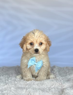 Biscuit