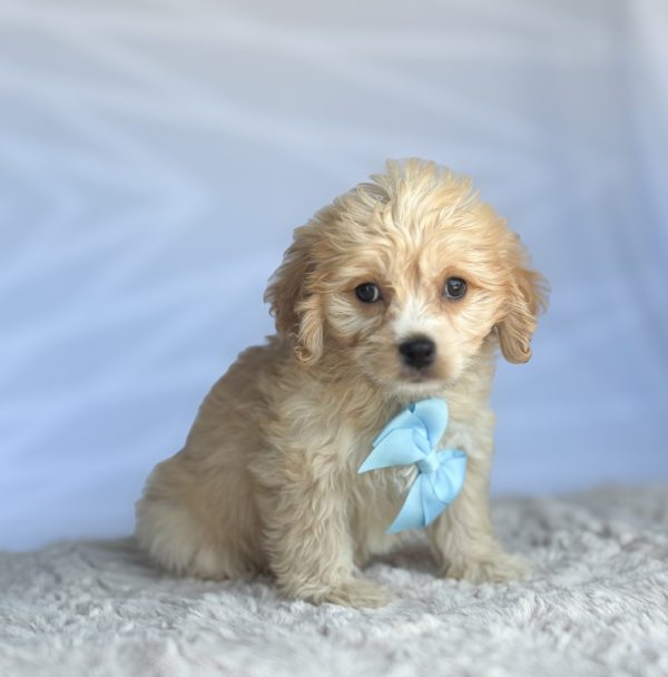 Biscuit - Image 2