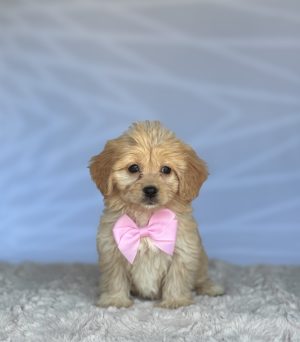 Willow