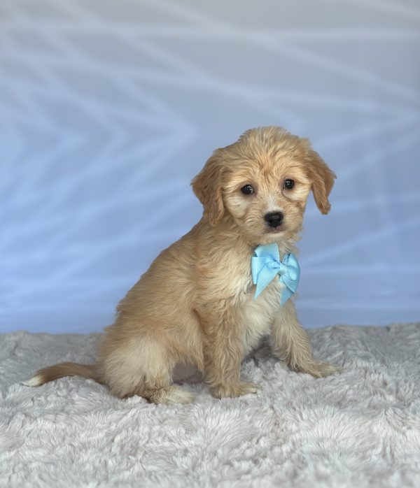 Tucker - Image 4