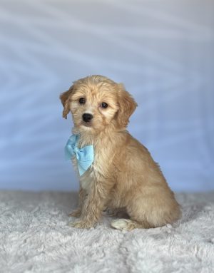 Tucker