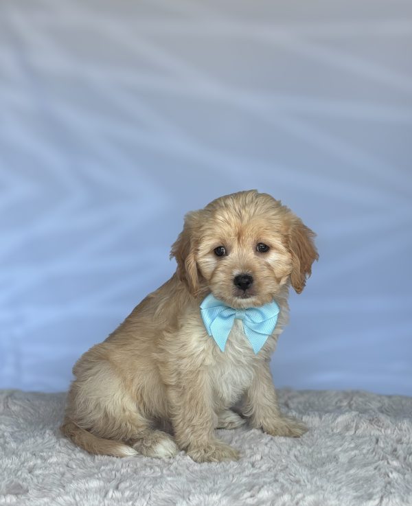 Toby - Image 4
