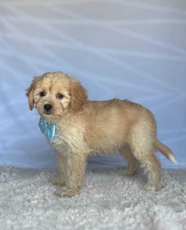 Toby - Image 3