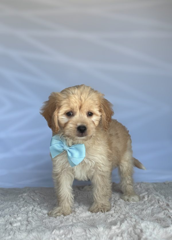 Toby - Image 2