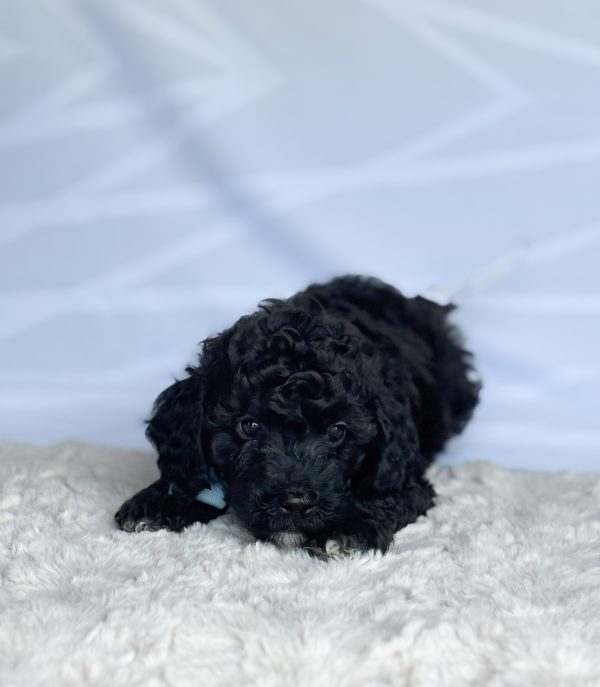 Remy - Image 2