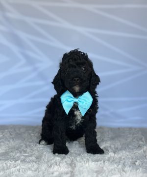 Remy